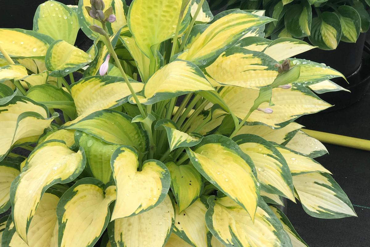 Orange Marmalade Hosta (Photo courtesy of Garden World)