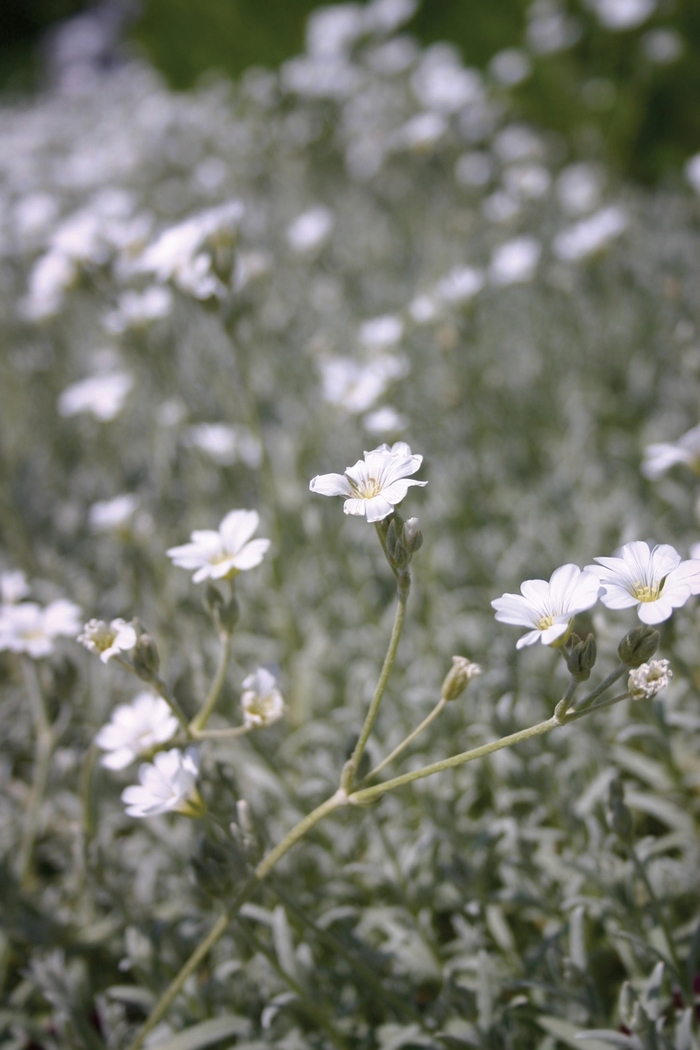 Yo Yo Snow in Summer - Cerastium tomentosum 'Yo Yo' from Faller Landscape
