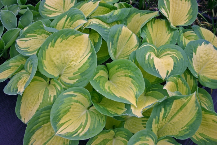 Great Expectations Hosta - Hosta 'Great Expectations' from Faller Landscape