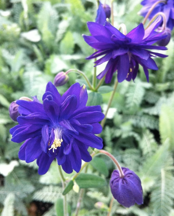 Blue Barlow Columbine - Aquilegia vulgaris 'Blue Barlow' from Faller Landscape