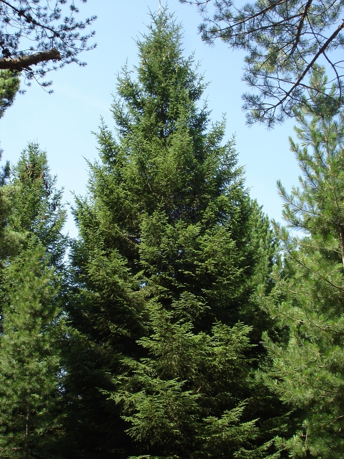 Royal Splendor Norway Spruce - Picea abies 'Royal Splendor' from Faller Landscape
