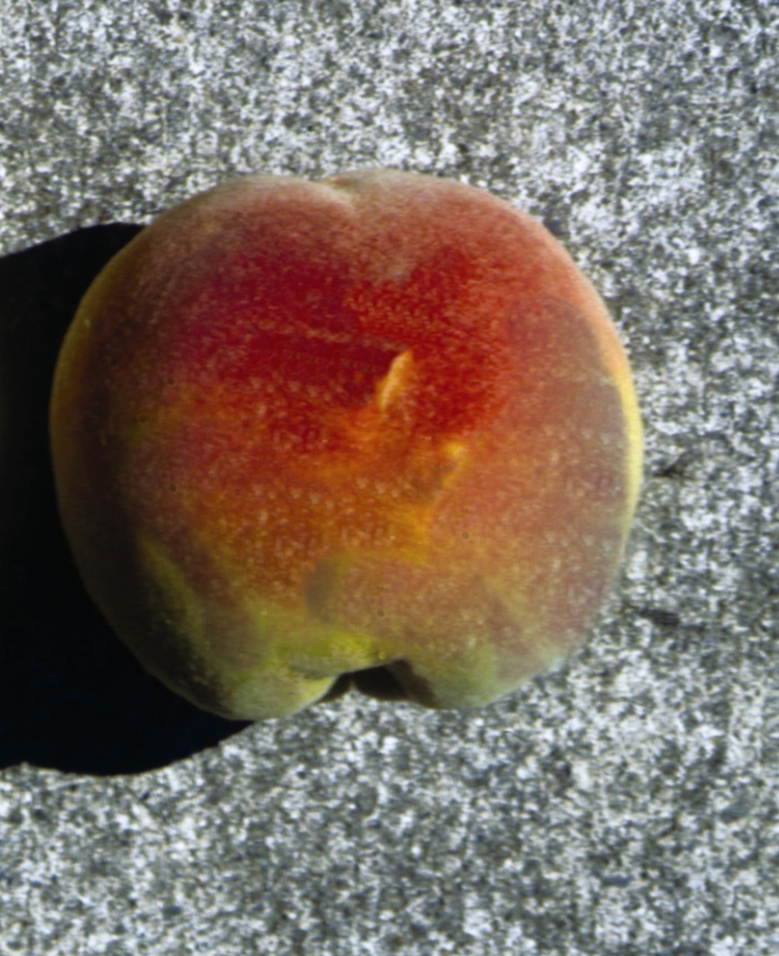 Reliance Peach - Prunus 'Reliance' from Faller Landscape