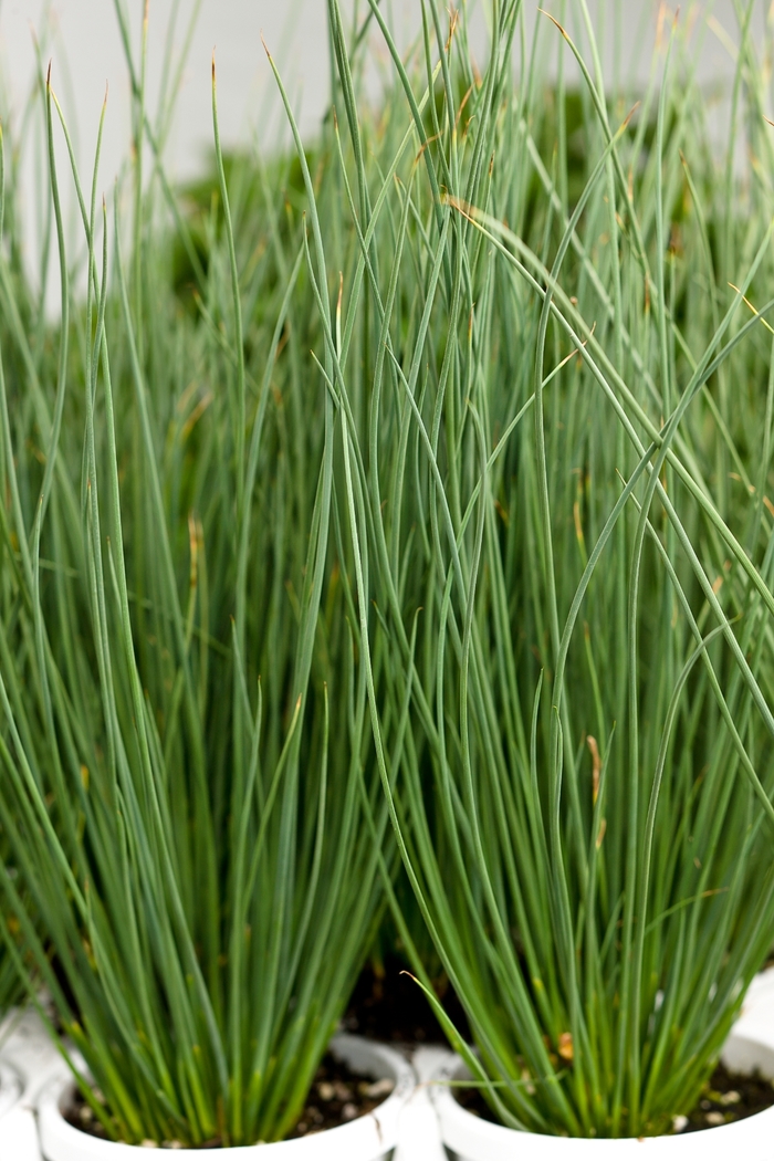 Graceful Grasses® Blue Mohawk - Juncus Inflexus from Faller Landscape