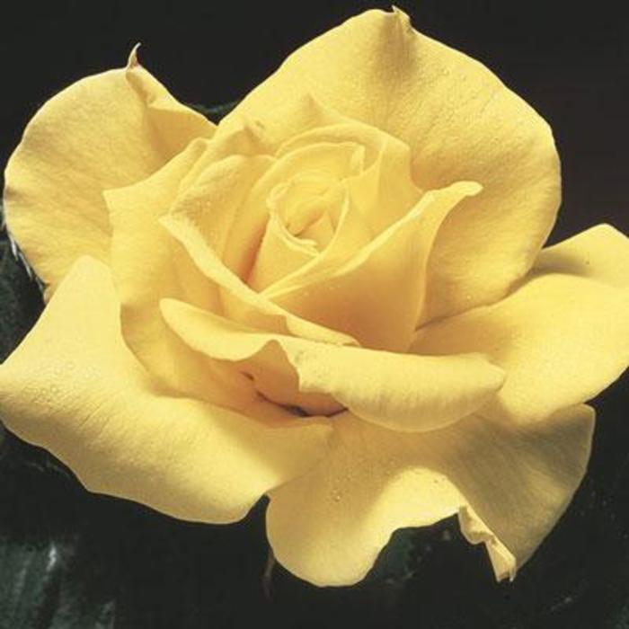 Midas Touch Rose - Rose 'Midas Touch' from Faller Landscape