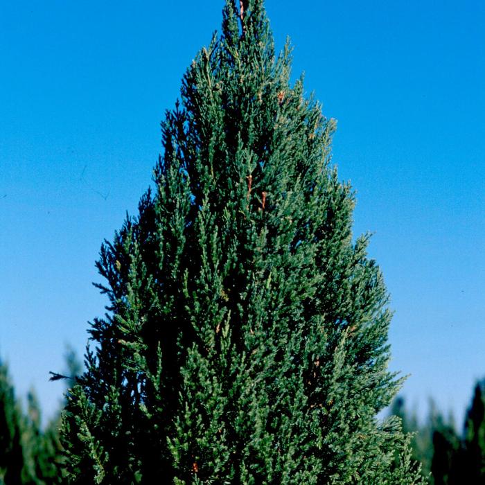 'Blue Point' Juniper - Juniperus chinensis 'Blue Point' from Faller Landscape