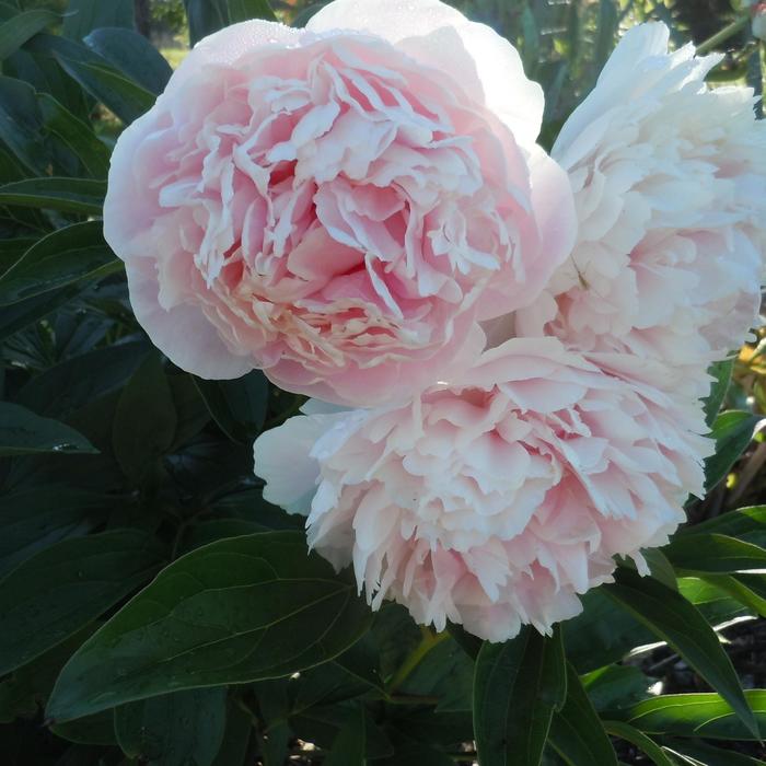 Shirley Temple Peony - Paeonia 'Shirley Temple' from Faller Landscape