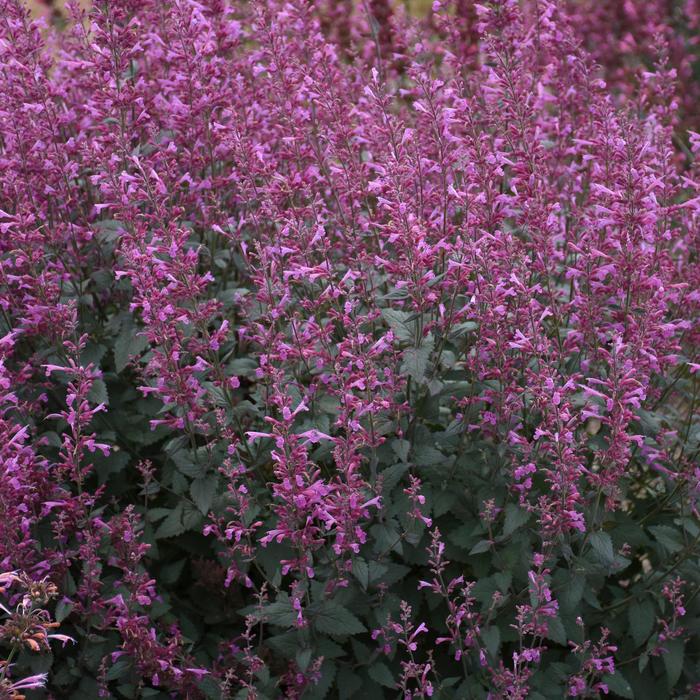Meant to Bee™ 'Royal Raspberry' - Agastache from Faller Landscape