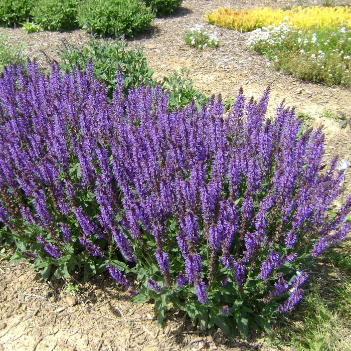 Blue By You Salvia - Salvia nemorosa 'Blue By You' from Faller Landscape