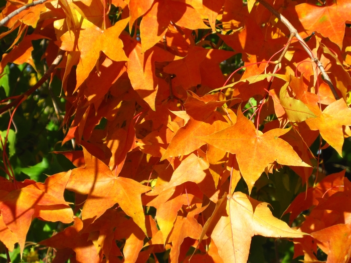 Shantung Maple - Acer truncatum from Faller Landscape
