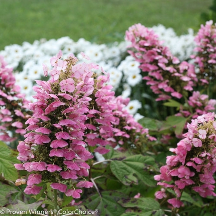 Gatsby Pink® Hydrangea - Hydrangea quercifolia 'JoAnn' from Faller Landscape