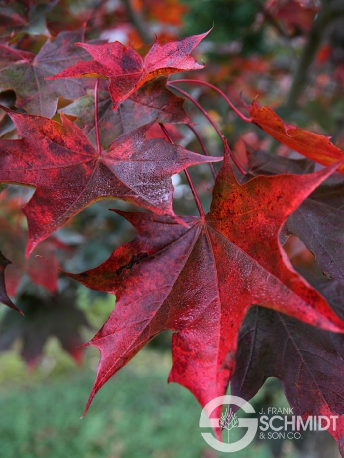 Crimson Sunset® Maple - Acer truncatum x platanoides 'JFS-KW202' from Faller Landscape
