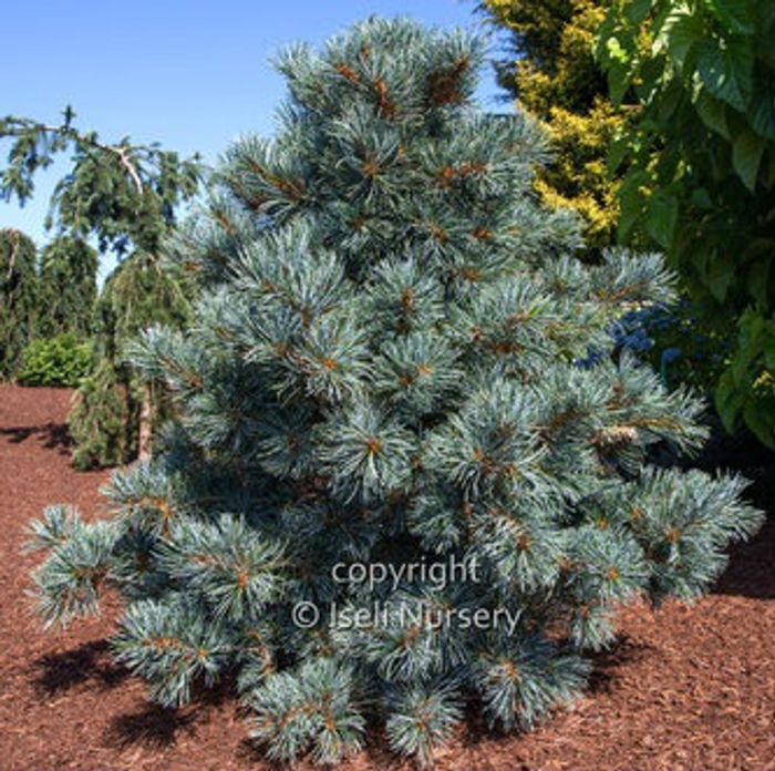 Blue Angel Japanese White Pine - Pinus parviflora 'Blauer Engel' from Faller Landscape