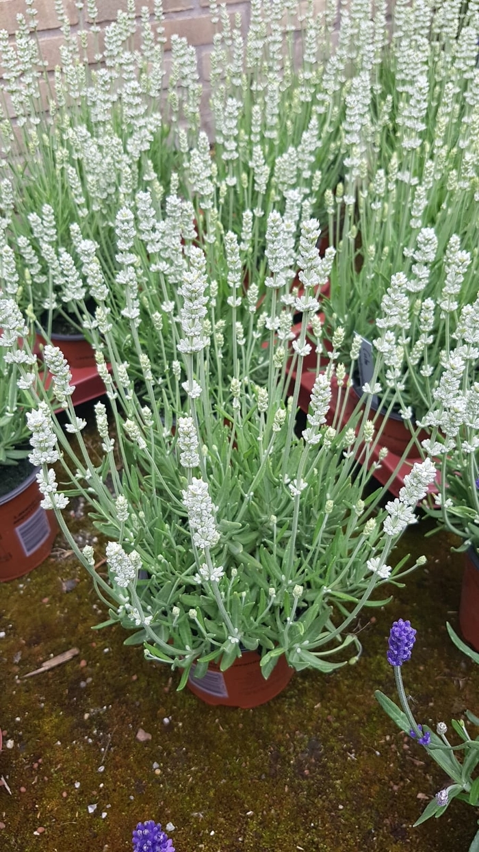 Big Time White Lavender - Lavandula angustifolia 'Big Time White' from Faller Landscape