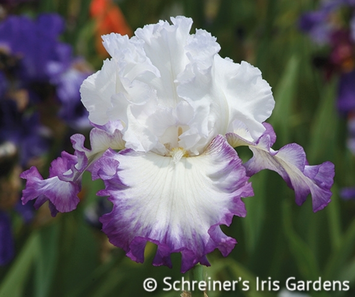 Center Ice Iris - Iris germanica 'Centerice' from Faller Landscape