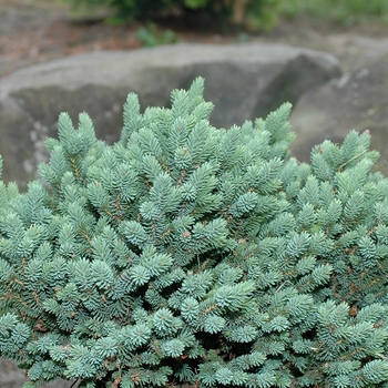 Picea glauca 'Cecilia' - Cecilia Dwarf White Spruce