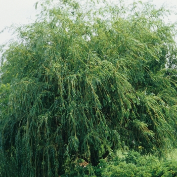 Salix alba 'Tristis' - Golden Weeping Willow