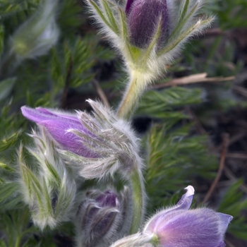 Pulsatilla vulgaris - Pasque Flower Pulsatilla vulgaris - Pasque Flower