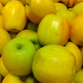 Malus 'Golden Delicious' - Golden Delicious Apple