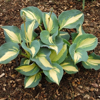 Hosta 'Dream Queen' - Dream Queen Hosta Hosta 'Dream Queen' - Dream Queen Hosta