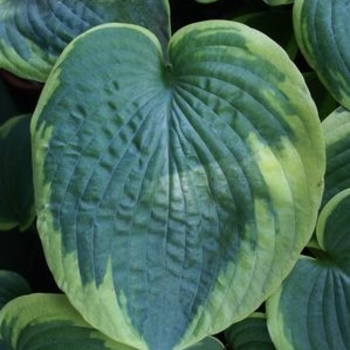 Hosta 'Olive Bailey Langdon' - Olive Bailey Langdon Hosta Hosta 'Olive Bailey Langdon' - Olive Bailey Langdon Hosta