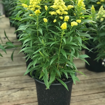 Solidago 'Little Lemon' - Little Lemon Goldenrod Solidago 'Little Lemon' - Little Lemon Goldenrod