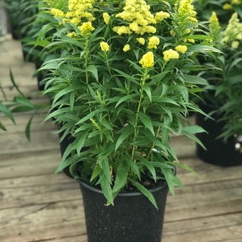 Solidago 'Little Lemon' - Little Lemon Goldenrod