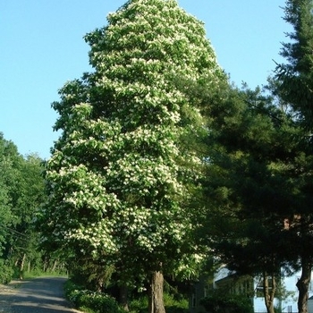 Aesculus glabra - Ohio Buckeye