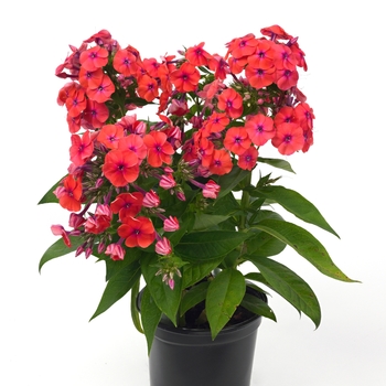 Phlox paniculata 'Flame Coral' - Flame® Coral Phlox Phlox paniculata 'Flame Coral' - Flame® Coral Phlox