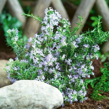 Rosmarinus officinalis 'Tuscan Blue' - Tuscan Blue Rosemary