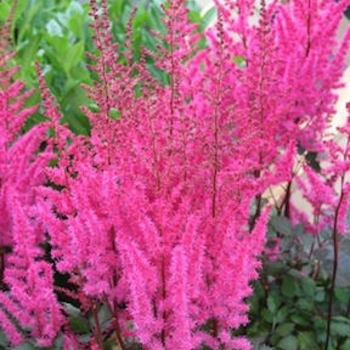 Astilbe chinensis 'Mighty Chocolate Cherry' - Mighty Chocolate Cherry Astilbe