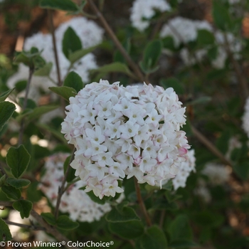 Viburnum carlesii ''SMVCB'' PP25872, Can 5307 (Koreanspice Viburnum) - Spice Baby™ Koreanspice Viburnum