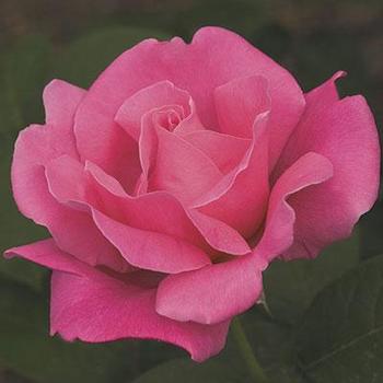 Rose 'Perfume Delight ' - Perfume Delight Rose
