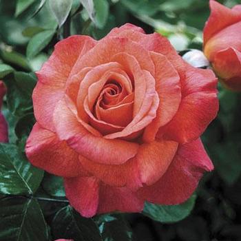 Rose 'Sedona ' - Sedona Rose
