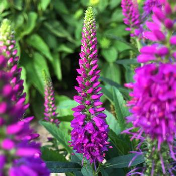 Veronica spicata ' Purplegum Candles' - Purplegum Candles Veronica Veronica spicata ' Purplegum Candles' - Purplegum Candles Veronica