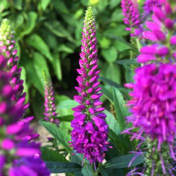 Veronica spicata ' Purplegum Candles' - Purplegum Candles Veronica