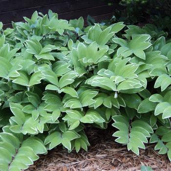 Polygonatum multiflorum 'Variegatum' - Solomon's Seal Polygonatum multiflorum 'Variegatum' - Solomon's Seal