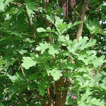 Quercus robur x alba 'Crimschmidt' - Crimson Spire™ Oak
