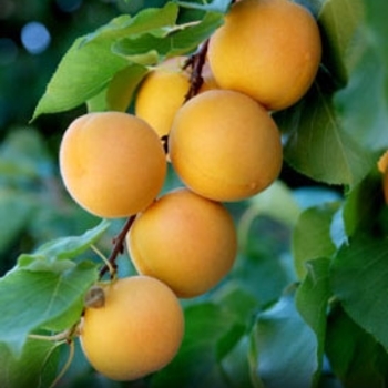 Prunus 'Wenatchee' - Moorpark Apricot