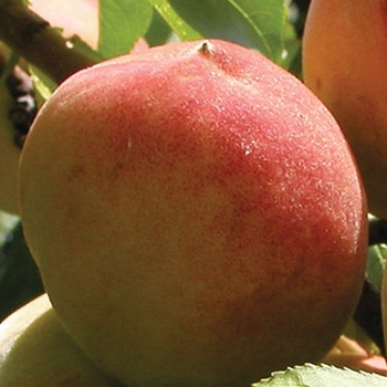 Prunus 'Elberta' - Elberta Peach
