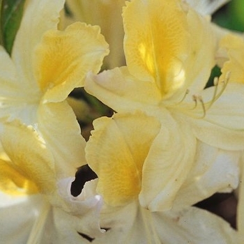 Rhododendron 'Northern Hi-Lights' - Northern Hi-Lights Azalea Rhododendron 'Northern Hi-Lights' - Northern Hi-Lights Azalea