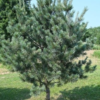 Pinus flexilis 'Cesarini Blue' - Cesarini Blue Limber Pine