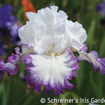 Iris germanica 'Centerice' - Center Ice Iris