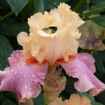 Iris germanica 'Frimousse' - Frimousse Iris