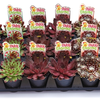 Sempervivum 'Chick Charms Parfait Perfection' - Chick Charm® Parfait Perfection Hen and Chicks Sempervivum 'Chick Charms Parfait Perfection' - Chick Charm® Parfait Perfection Hen and Chicks