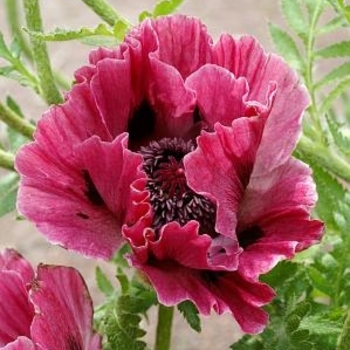 Papaver orientale 'Harlem' - Harlem Oriental Poppy Papaver orientale 'Harlem' - Harlem Oriental Poppy