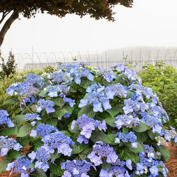 Hydrangea macrophylla 'Bailmacsix' - Endless Summer® Pop Star® Reblooming Hydrangea Hydrangea macrophylla 'Bailmacsix' - Endless Summer® Pop Star® Reblooming Hydrangea