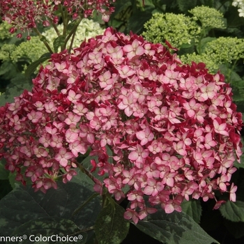 Hydrangea arborescens NCHA3' - Invincibelle® Ruby Smooth Hydrangea Hydrangea arborescens NCHA3' - Invincibelle® Ruby Smooth Hydrangea