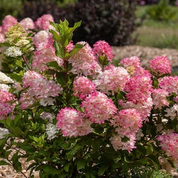Hydrangea paniculata 'Bailpanthree' - First Edition® Spring Sizzle® Hydrangea Hydrangea paniculata 'Bailpanthree' - First Edition® Spring Sizzle® Hydrangea