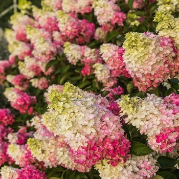 Hydrangea paniculata 'Renba' - First Editions® Berry White® Hydrangea Hydrangea paniculata 'Renba' - First Editions® Berry White® Hydrangea