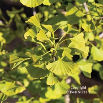 Ginkgo biloba 'Blagon' - Goldspire Ginkgo Ginkgo biloba 'Blagon' - Goldspire Ginkgo